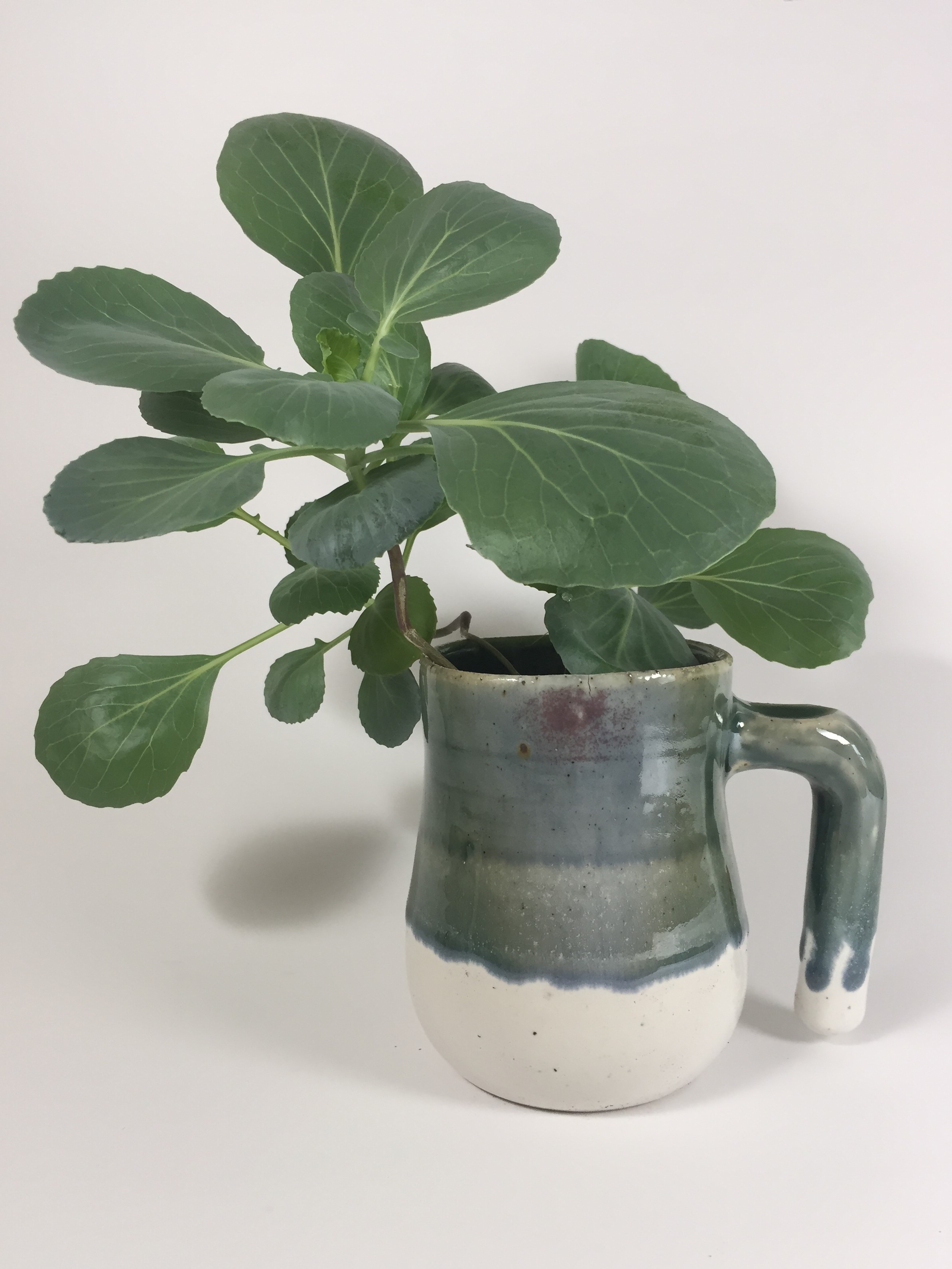 Mug with spinach plant