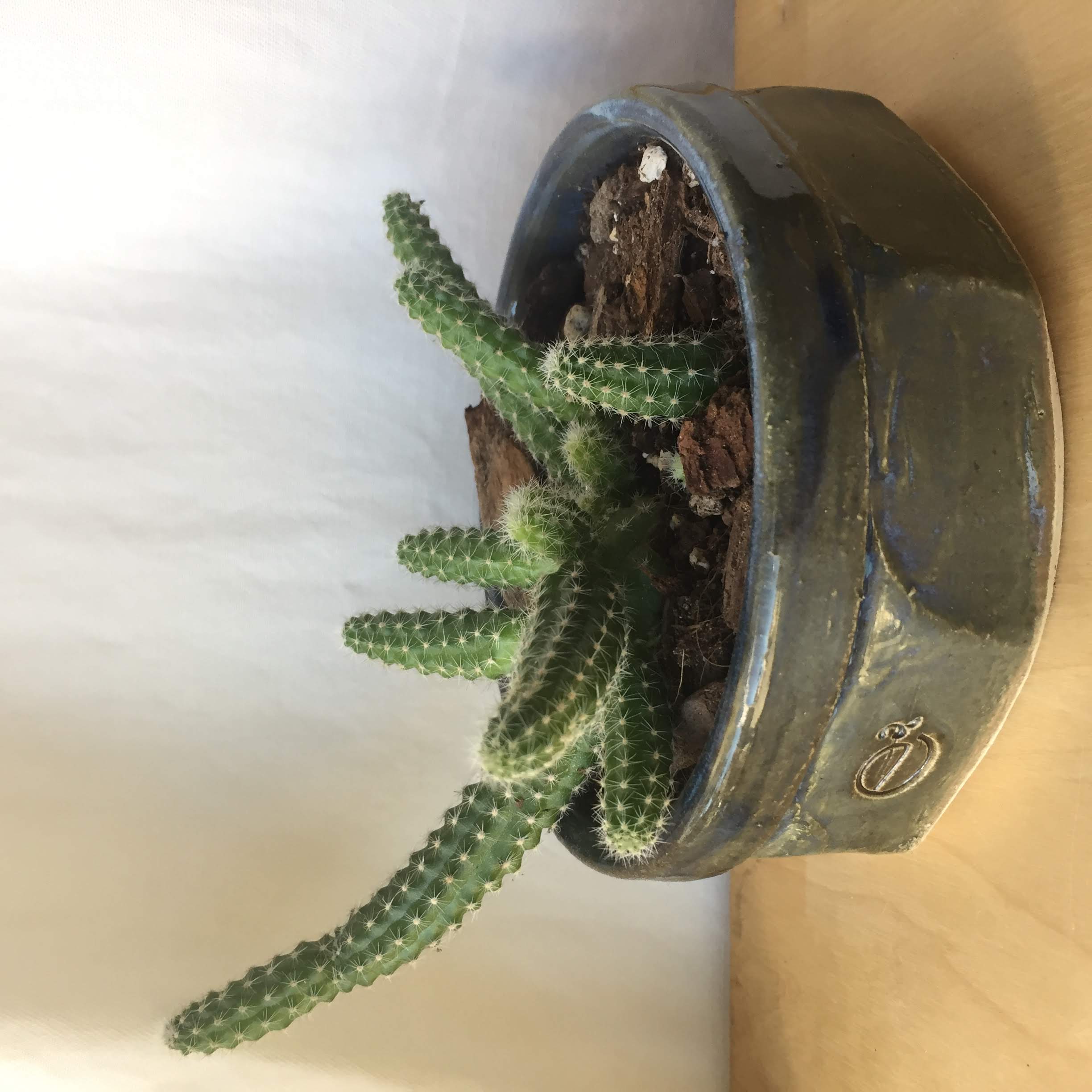 Peanut cactus in planter