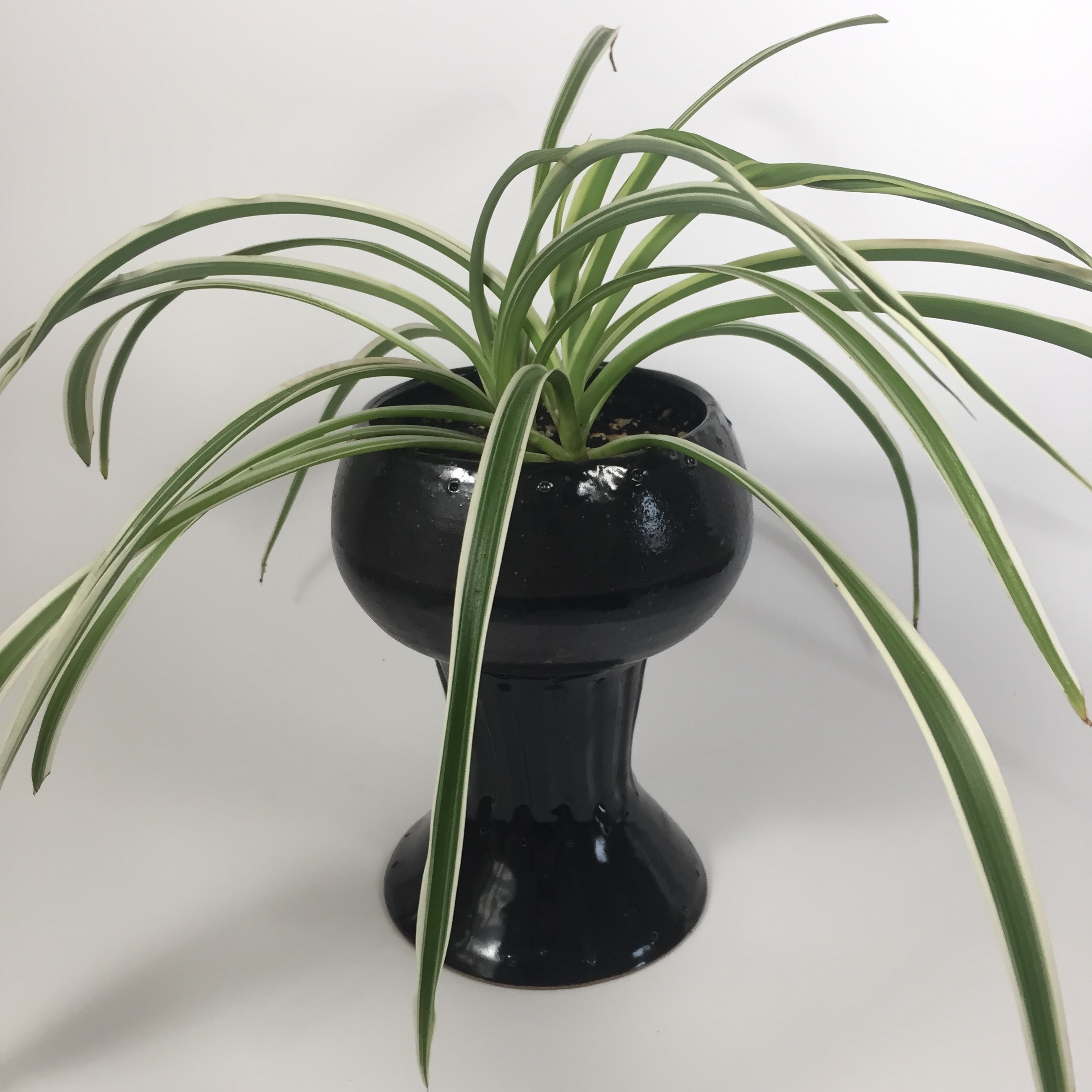 Goblet with spider plant
